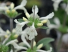 Show product details for Stachys ossetica